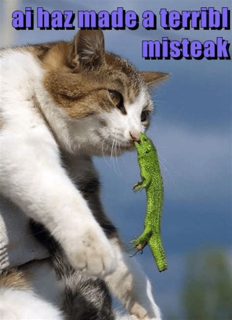We firmly believe that cat memes are poised for a worldwide comedic revolution, and at ICanHasCheezburger, we are proudly at the forefront of this hilariously adorable movement See y'all next week. . Memebase cheezburger
